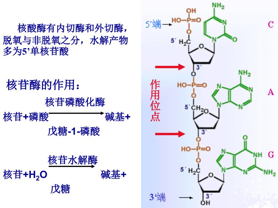 chapter 1 Metabolism of nucleoides acid中药11_第4页