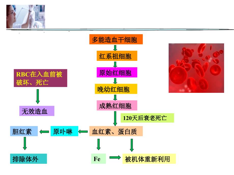 贫血概述最新PPT课件_第3页