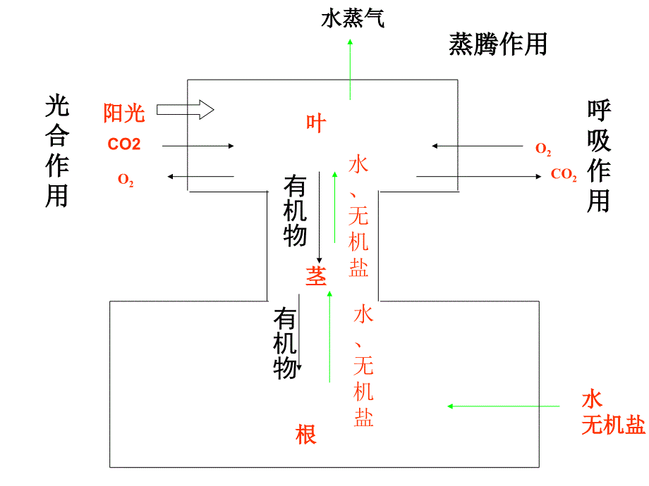 生物复习提纲4—7_第2页