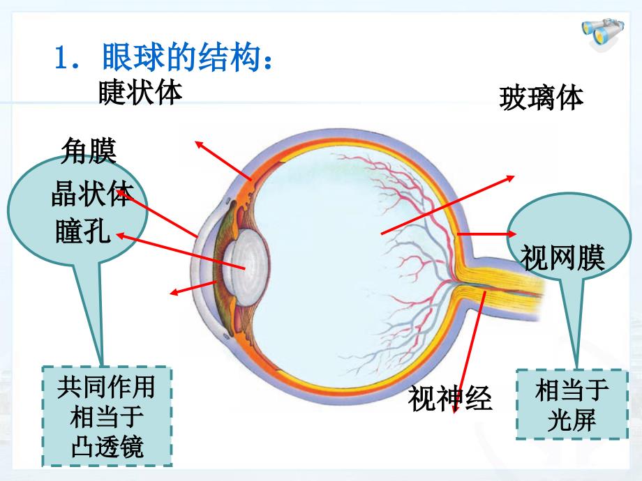 八年级物理上课件：5-4眼睛和眼镜_第3页