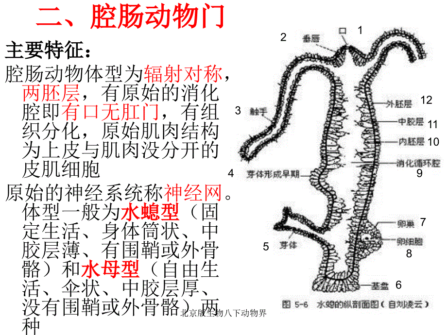 北京版生物八下动物界课件_第3页