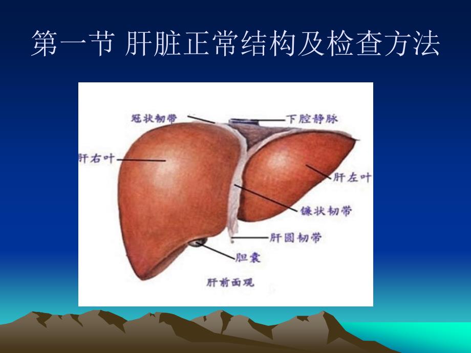 超声检查肝脏PPT课件_第3页