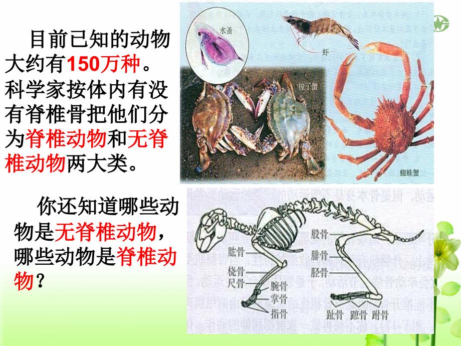 5.1.1腔肠动物和扁形动物_第4页