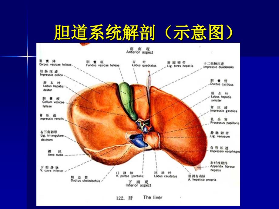 胆系疾病影诊断ppt课件_第3页