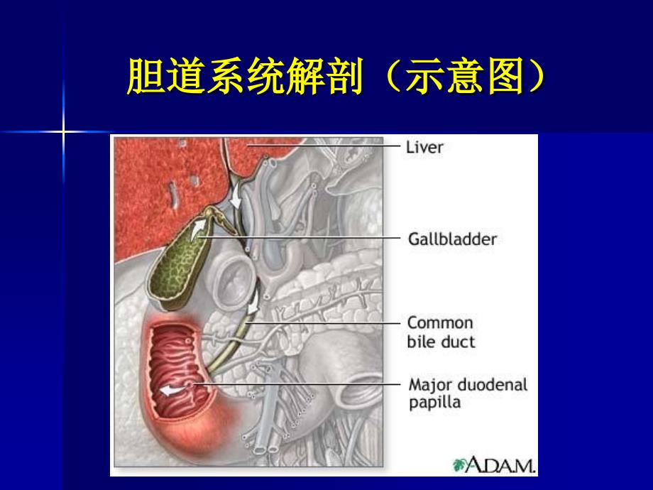 胆系疾病影诊断ppt课件_第4页