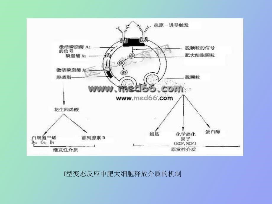 组胺受体阻断药_第5页