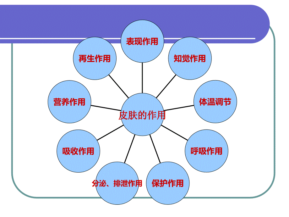 皮肤生理学基础知识课件.ppt_第4页