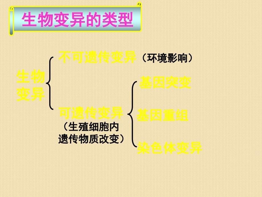 生物：4.4基因突变和基因重组课时1课件(苏教版必修2)_第5页