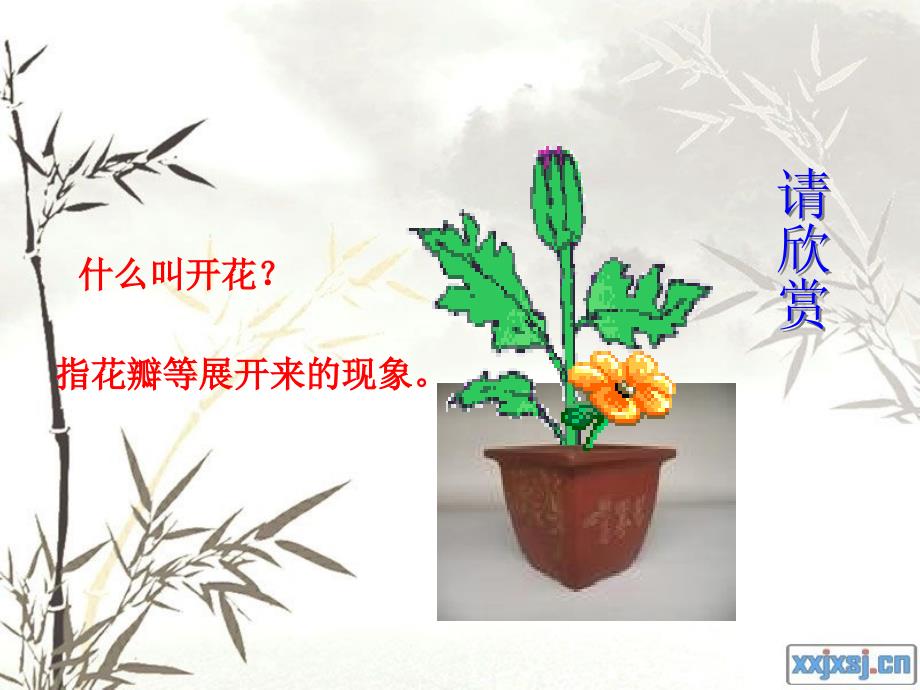 许红利植物的开花与结果_第4页