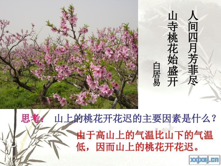 许红利植物的开花与结果_第5页