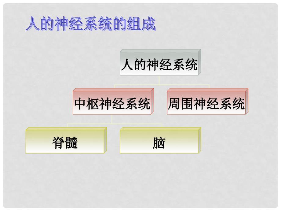 湖南省古丈县古阳中学七年级生物下册 12.2 神经调节课件 苏教版_第3页