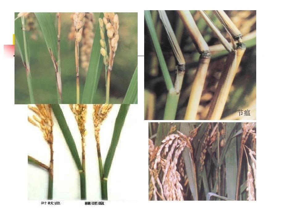 水稻常见病害及防治_第5页