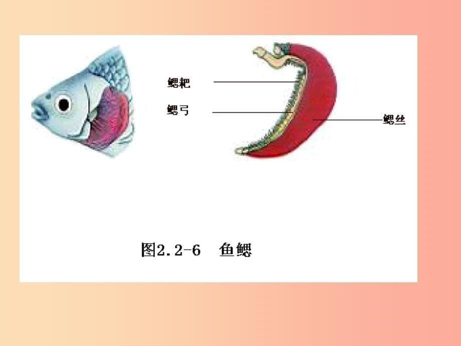 七年级生物上册 2.2.2 脊椎动物的主要类群-鱼类、两栖类、爬行类课件 （新版）济南版.ppt_第5页