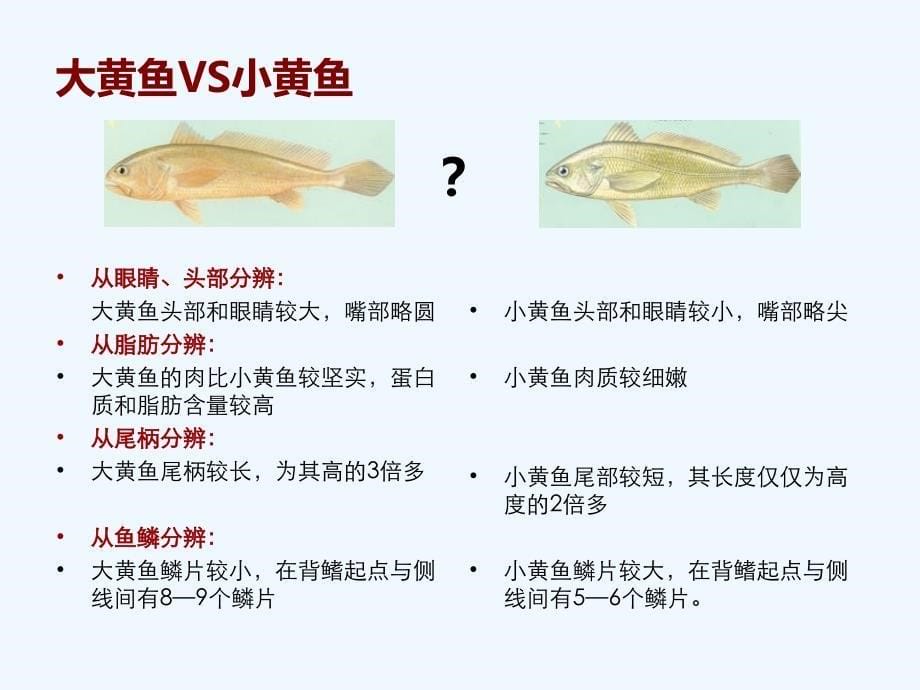 渔业经济学-大黄鱼介绍.ppt_第5页