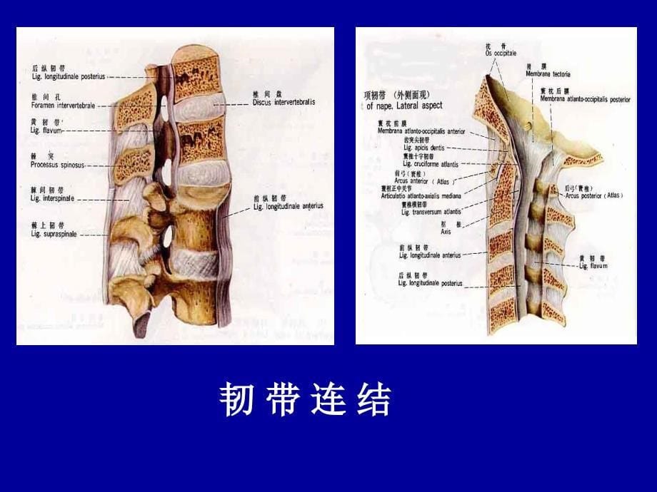 人体解剖学：第4次课 骨连接概述_颅和躯干骨的连结_第5页