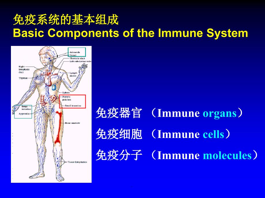 免疫细胞免疫器官PPT演示课件_第2页