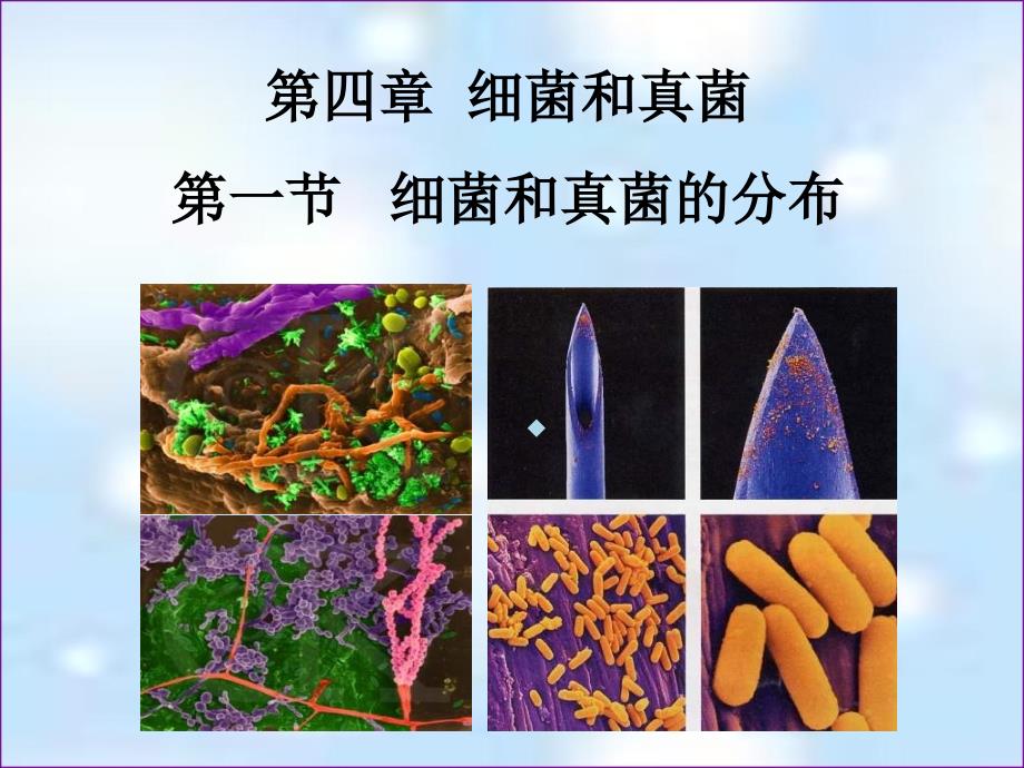 细菌和真菌的分布ppt课件_第1页