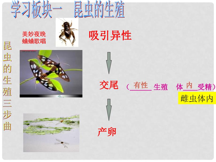 八年级生物上册 第四单元 第二章 第一节 昆虫的生殖和发育课件 （新版）济南版_第3页