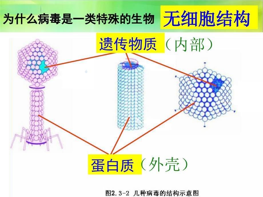 生物圈中的微生物_第5页