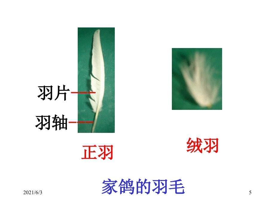 家鸽的形态结构1人教版_第5页