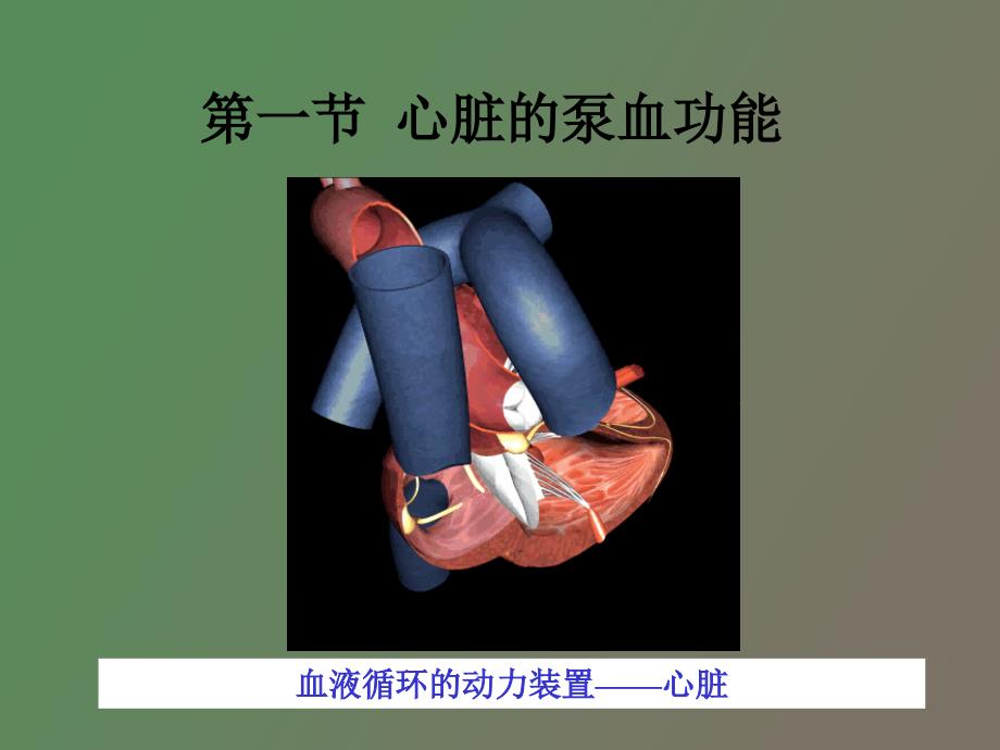 生理学血液循环心脏泵血功能_第4页