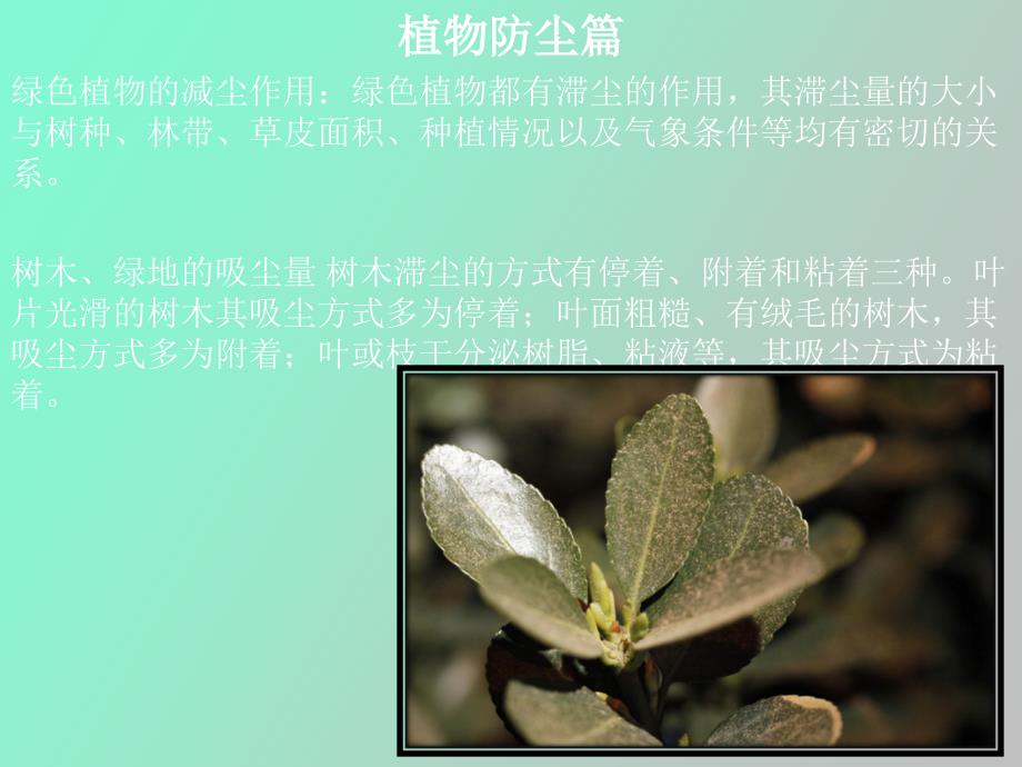 植物防尘杀菌净化空气专题_第1页