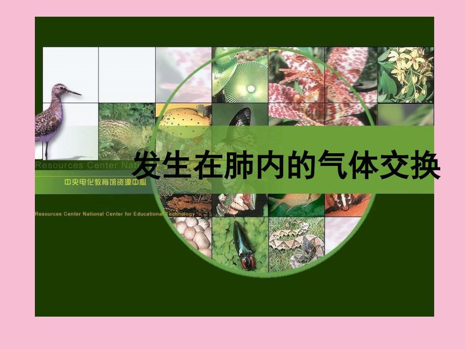 初一理化生七年级生物上册第二节发生在肺内的气体交换ppt课件_第1页