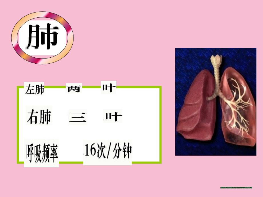 初一理化生七年级生物上册第二节发生在肺内的气体交换ppt课件_第3页