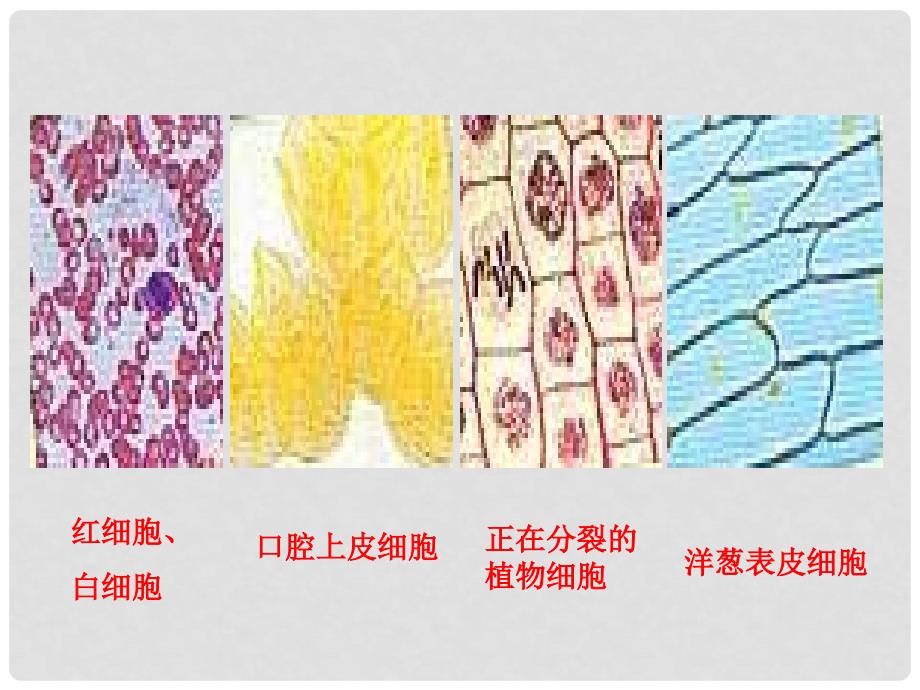 河北省邯郸四中高二生物《12细胞的多样性和统一性》课件_第2页