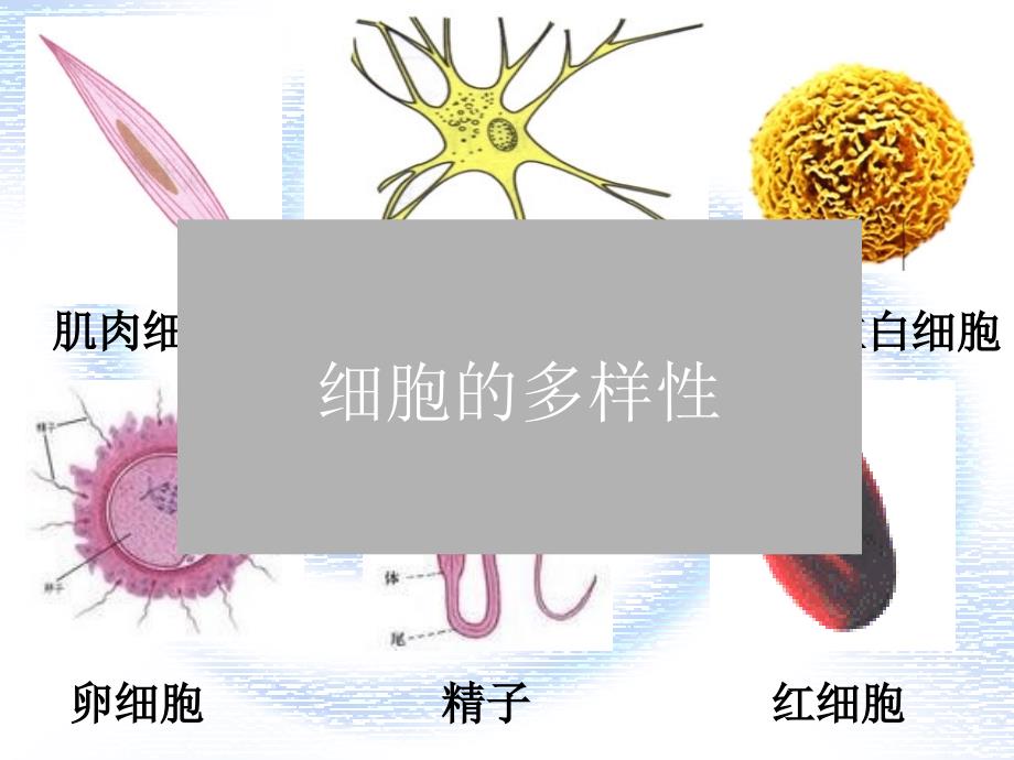 河北省邯郸四中高二生物《12细胞的多样性和统一性》课件_第3页