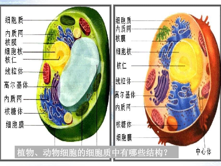 河北省邯郸四中高二生物《12细胞的多样性和统一性》课件_第5页