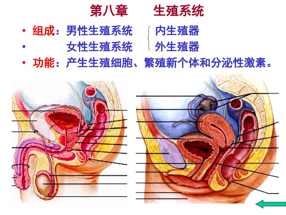 人体解剖学生殖系统_第4页