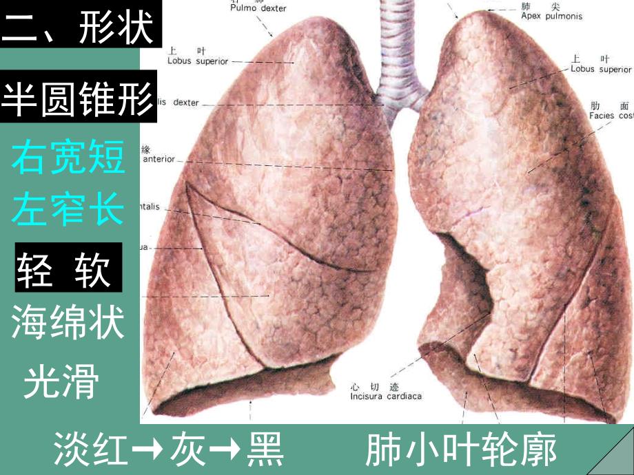 肺胸膜纵隔ppt课件_第3页