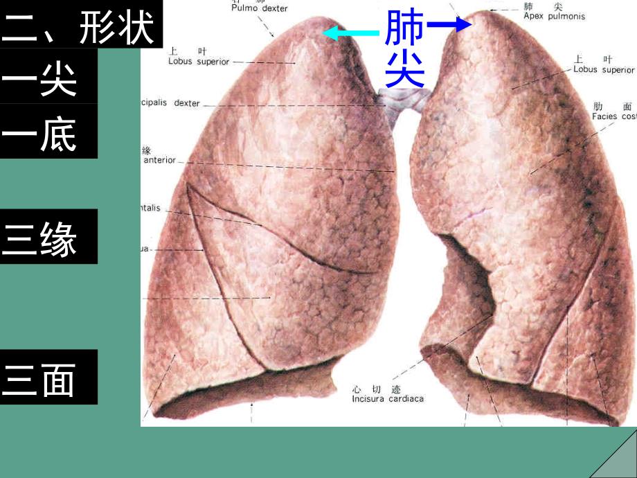 肺胸膜纵隔ppt课件_第4页