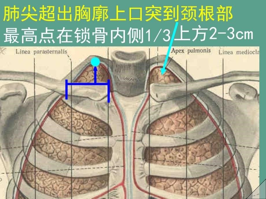 肺胸膜纵隔ppt课件_第5页