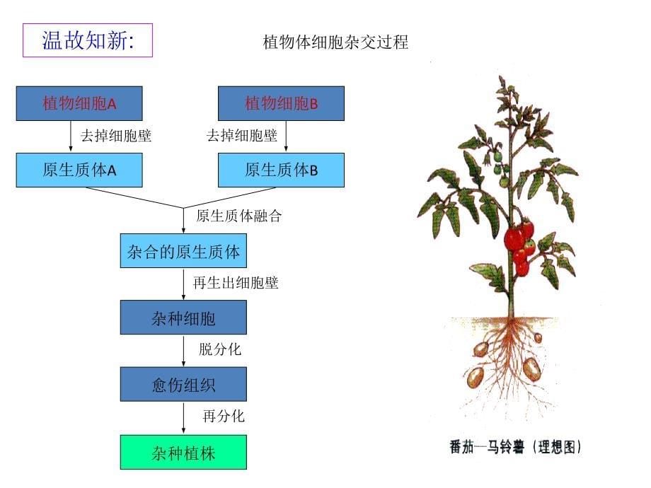 动物细胞的融合与单克隆抗体_第5页