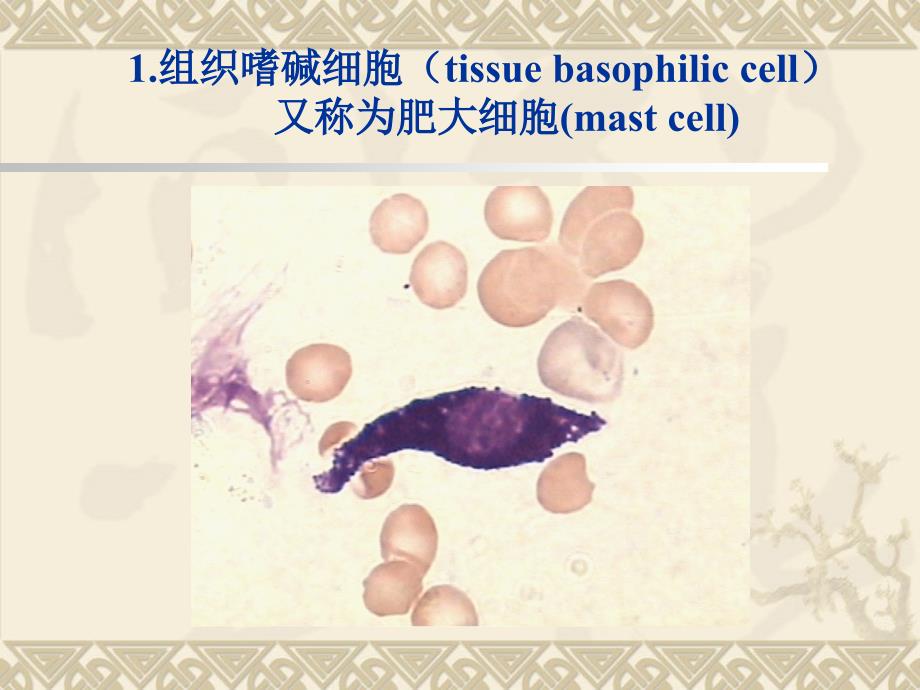 骨髓非造血细胞_第3页