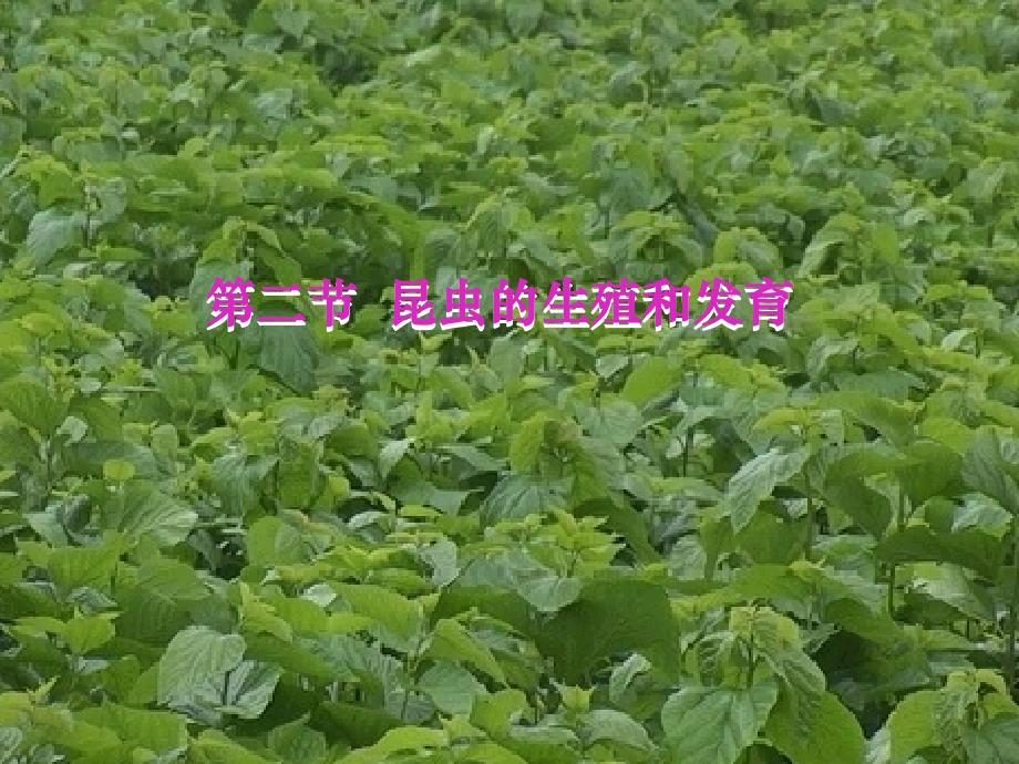 昆虫的生殖和发育4_第1页