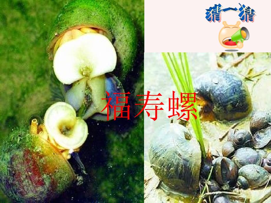 生物入侵者课件_第2页