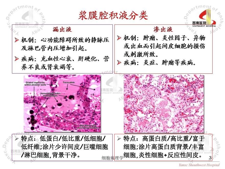 细胞病理学课件_第3页