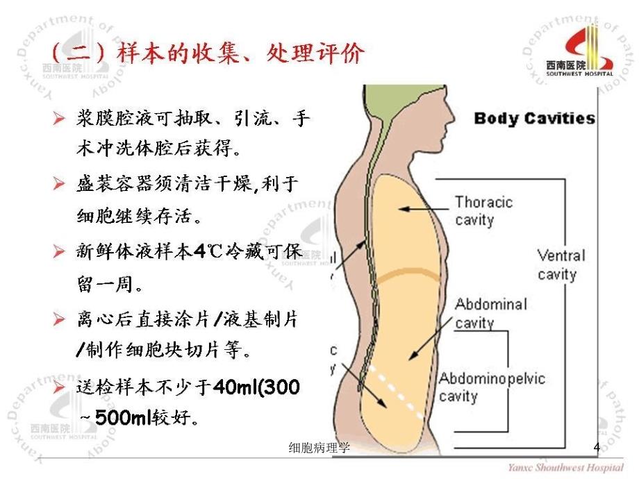 细胞病理学课件_第4页