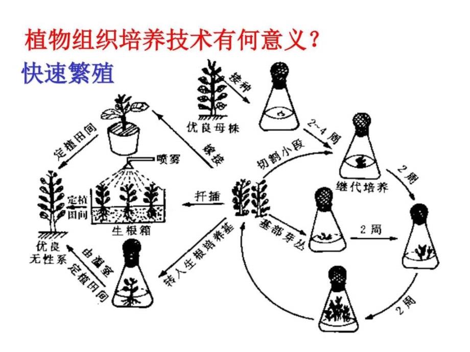 高二生物植物的组织培养图文.ppt_第3页