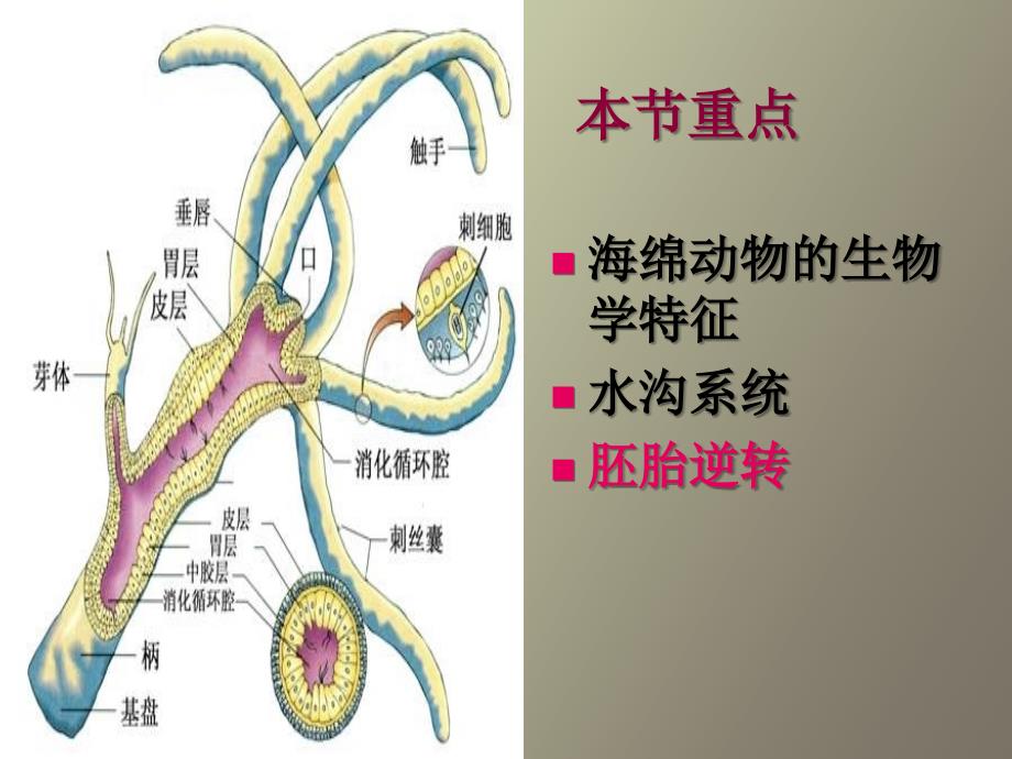 无脊椎动物类群二海绵动物门_第2页