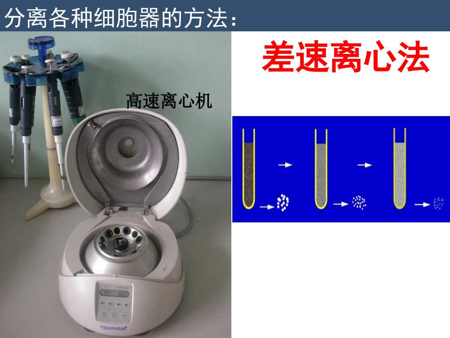 32细胞器共33张PPT_第3页