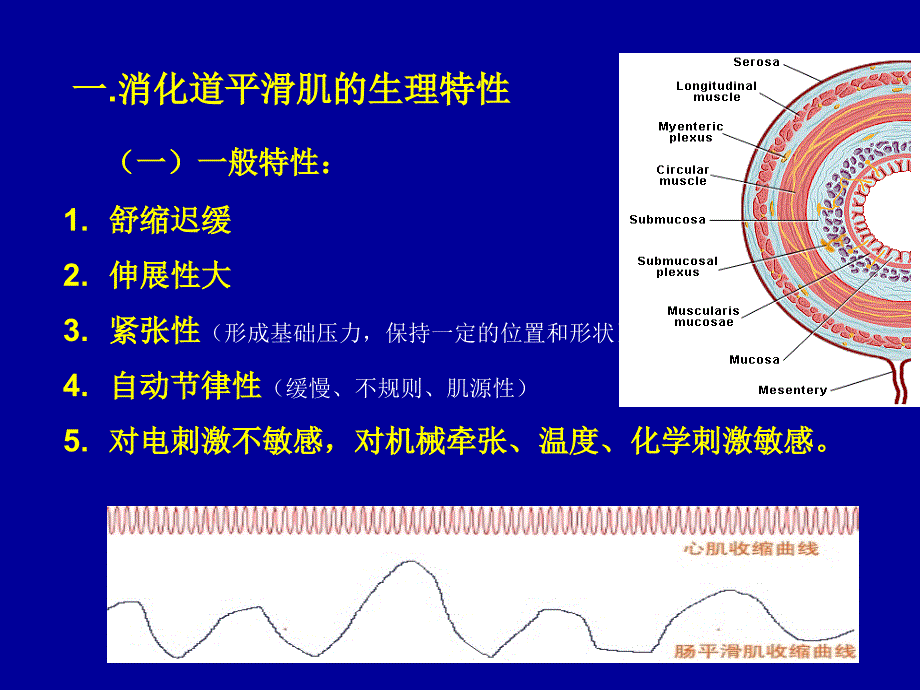 生理学：第六章 消化和吸收_第4页