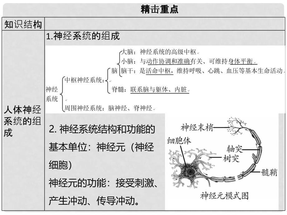 广东省中考生物 模块四 生物圈中的人 第五课时 人的神经系统课件_第5页