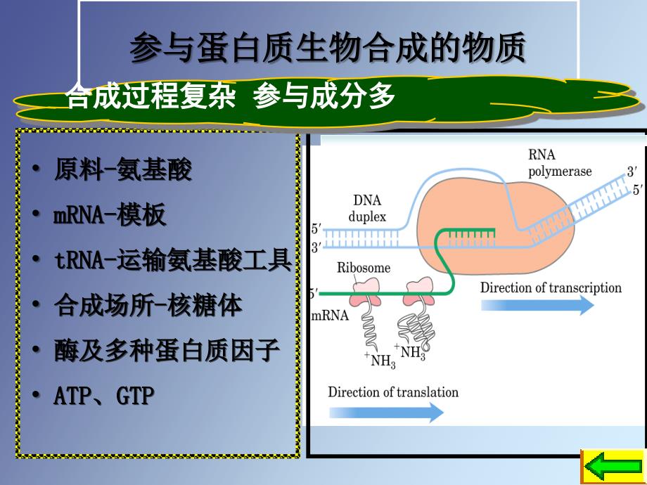 生物化学第十三章蛋白质_第4页