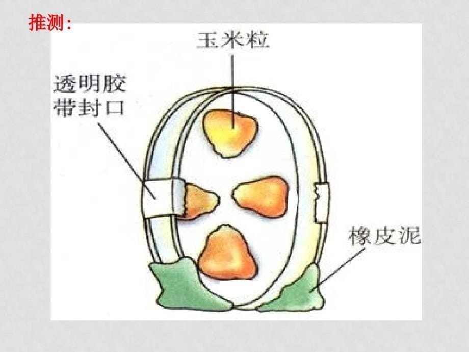 高中生物生长素的发现3（宁波市优质课评比课件）课件人教版必修三_第5页