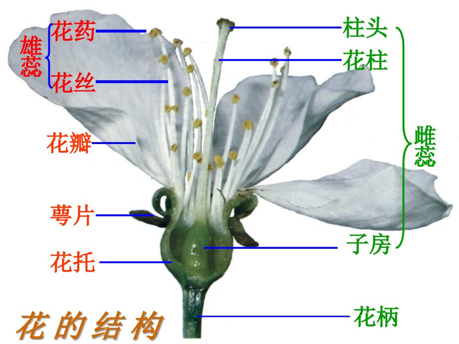 济南版八上第二节《传粉与受精》_第1页