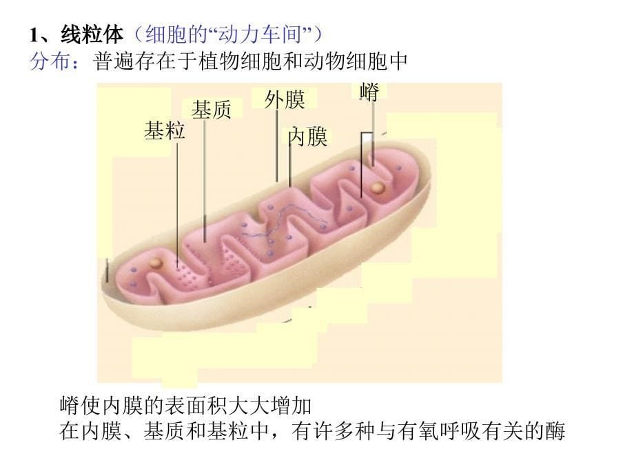 人教版教学课云南省弥勒县庆来中学高一生物 细胞器—系统内的协作(课件)_第5页